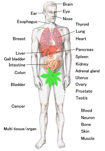 clk_bodypicture.jpg (28265 oCg)