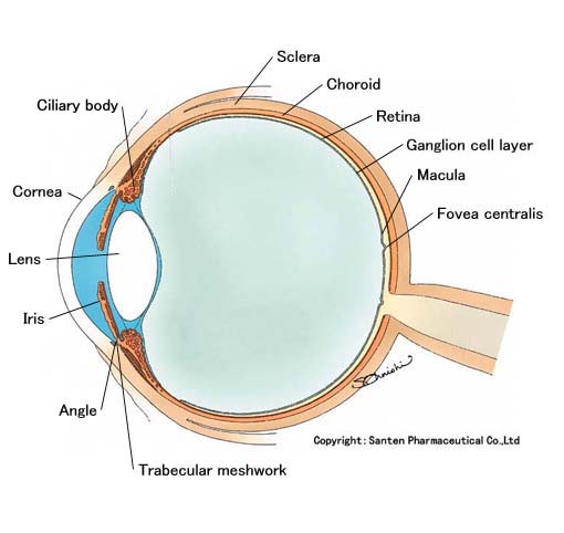 clk_eye.jpg (31677 oCg)